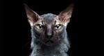 Lykoi Breeders - The International Cat Association
