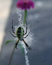 We did not find results for: The Yellow Garden Spider Argiope Aurantia Owlcation