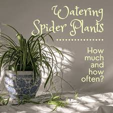 Find out if house spiders can survive outside at whitworth pest solutions! Watering Spider Plants How Often And How Much Dengarden