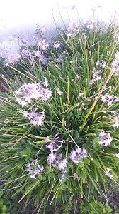 Image result for Tulbaghia sp. cf. violacea