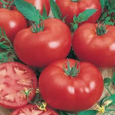 Maybe you would like to learn more about one of these? Tomato Grosse Lisse