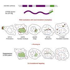 A Dual Protein Mrna Localization Screen Reveals Compartmentalized Translation And Widespread Co Translational Rna Targeting Sciencedirect