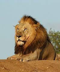 242,142 likes · 136 talking about this. Lion Wikipedia