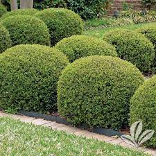 How To Plant Yaupon Holly Shrub Aulad Org