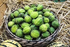 Image result for Cucumis myriocarpus