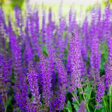 Find perennial flowers, seeds & plants in a variety of colors, textures, forms, and fragrances available at affordable prices from burpee. Hardy Salvia For Long Lasting Colour Henry Street Garden Centre