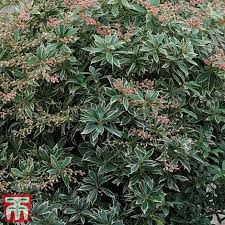 We did not find results for: Pieris Japonica Little Heath Plants Thompson Morgan