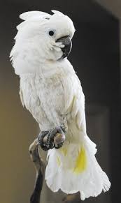 Doing Their Part For Parrots Pet Birds Pets Parrot