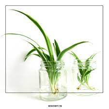 These tips will keep your plant lush. 3 Ways To Propagate Your Spider Plant Grow New Plants For Free
