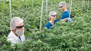 St. Louis County Readies for Impressive Cannabis Facility Opening