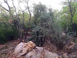Image result for Sesamothamnus lugardii