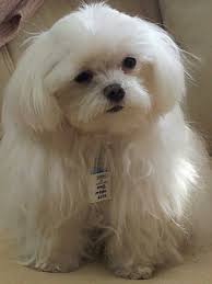 Pin By Linda Manzano On Family Teacup Puppies Maltese Maltese Puppy Maltese