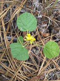 Image result for Rhynchosia procurrens