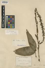 Image result for Satyrium carsonii