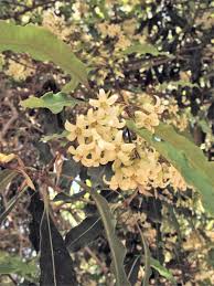 Image result for Pittosporum abyssinicum