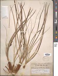 Image result for Xerophyta equisetoides