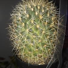 How to care for your cactus. Cactus Strawflower Cactus In Gardentags Plant Encyclopedia