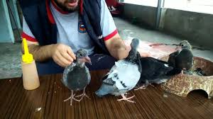 Guvercinlere Yem Ile Vitamin Verilmesi By Mehmet Hoca