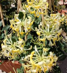 Image result for Lonicera confusa