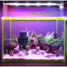 Ikan hias, lobster serta desain aquarium. Promo Aquarium Full Desain Aquascape Samarinda Facebook