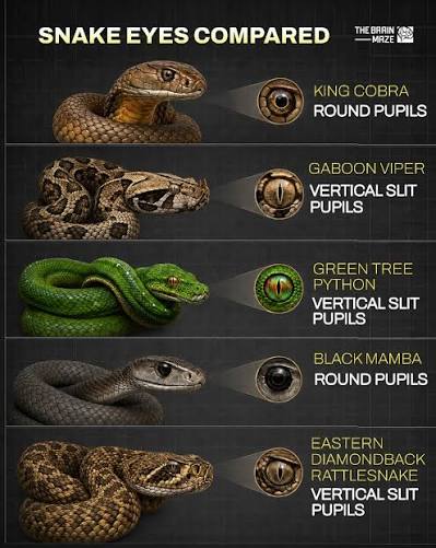 Snake eyes reveal how different species see the world. King cobras and  black mambas have round pupils, while Gaboon vipers, green tree pythons,  and eastern diamondback rattlesnakes have vertical slits. These pupil