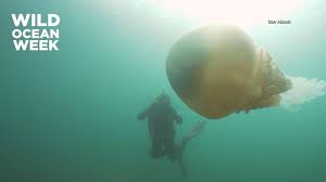 huge barrel jellyfish spotted off uk coast ive never seen