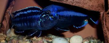 Image result for Humularia meyeri-johannis