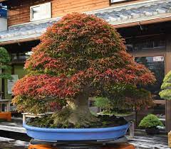 For japanese maples we typically pinch or cut the central shoot, then after the leaves harden we cut one leaf off the pair and the remaining leaf in half (to shishigashira differs from most a. Shishigashira Japanese Maple On Fire At Kouka En Monster Maple On Fire Bonsai Bark Bonsai Garden Indoor Bonsai Bonsai