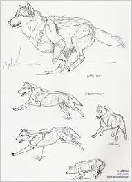 Wolf Pen Sketches By Blayrd On Deviantart Animal Drawings Wolf Drawing Animal Sketches