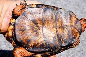 maryland biodiversity project eastern box turtle