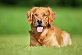 Retrievers, lifesaving dogs, sporting dogs. Can You Get Short Haired Golden Retrievers The Truth Loyal Goldens