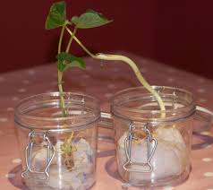 Maybe you would like to learn more about one of these? Plant Science How To Grow A Bean In A Jar Science Experiments For Kids