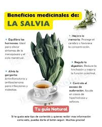 Por✍️Tu Guía Natural La salvia es una de las hierbas más poderosas para la  salud del cerebro. Sus compuestos antioxidantes protegen las neuronas del  daño oxidativo, ayudando a prevenir el deterioro cognitivo