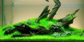 It is 75g acrylic aquarium with 45 inches long sb reef wifi light. Cryptocoryne Parva Flowgrow Aquatic Plant Database