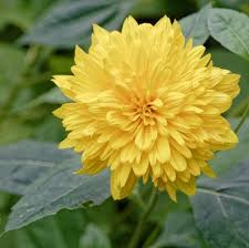 Yellow flowers are perfect for adding bright cheerful colors to your garden in any season. 25 Yellow Flowers For Gardens Perennials Annuals With Yellow Blossoms