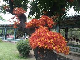 Image result for Saraca
