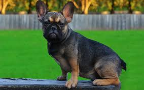 ♥ mi modelo mide 58 cm. Informacion De Perros De La Raza Bulldog Frances Perros En Venta