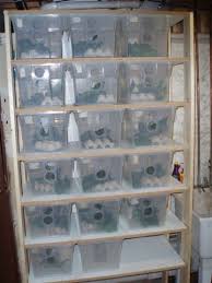 Pin On Snake Husbandry