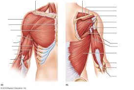 Find out more about the individual muscles within the chest anatomy by clicking their. Diagram Of Chest Muscles Diagram Quizlet