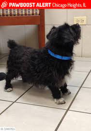 Find our veterinarians' hours and other contact information. Chicago Heights Animal Hospital Home Facebook
