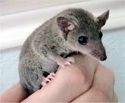 You can't keep a possum as a pet 3. Gray Short Tailed Opossum Wikipedia