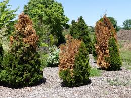 This post addresses these questions. Winter Burn On Evergreen Trees And Shrubs Door County Pulse