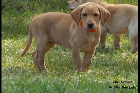 Bird Dog Labs L L C Gina Glidden Has Labrador Retriever Puppies For Sale In Bemidji Mn On Akc Puppy Labrador Retriever Training Labrador Retriever Labrador