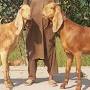 Beetal goat characteristics from backyardgoats.iamcountryside.com