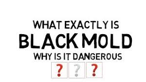 Miami mold inspection aims to identify what kind of mold is present in a certain area of a home.a mold inspector. Miami Fl Mold Removal Remediation Company Mold Inspection Services