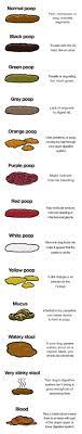 Bile is a relatively thick, mucous substance that comes from the liver and aids in digestion. Dog Poop An Ultimate Guide Ultimate Pet Nutrition
