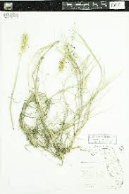 Image result for Cenchrus geniculatus