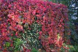 Parthenocissus Quinquefolia Virginia Creeper Virginia Creeper Plants Garden Supplies
