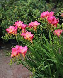 Freesia Single Pink 02 Jpg 689 850 Beautiful Flowers Garden Freesia Flowers Bulb Flowers