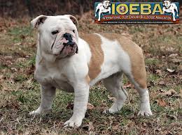 We do not have puppies available at this time. Bantam Bulldogge